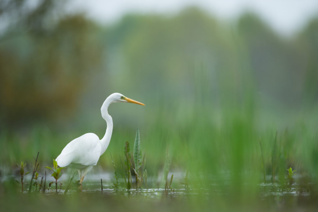 Zilverreiger